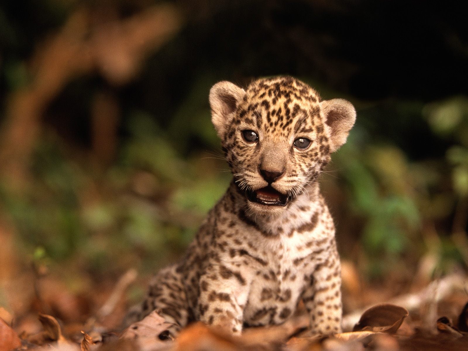 Grey Jaguar pictures, High quality Jaguar pictures, Jaguar images, Cute Jaguar pictures