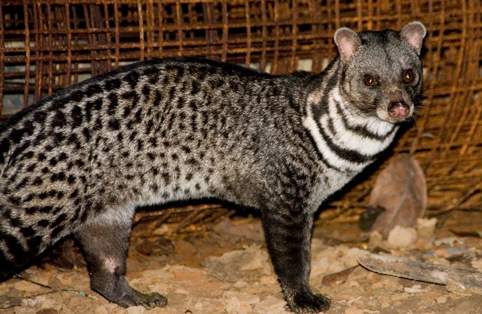 Pictures Of Civets