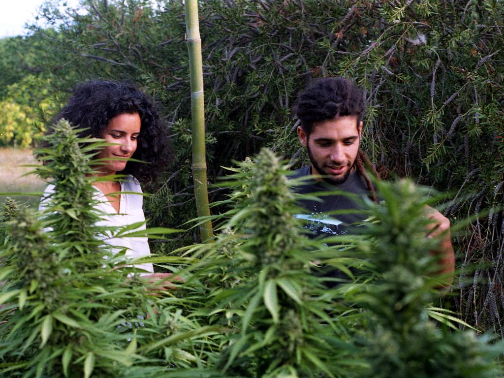 Marijuana In Uruguay And Colombia: Why Cannabis Investors ...
