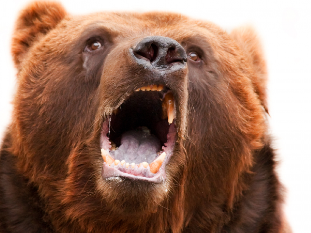 Бурый медведь голова. Медведь. Морда медведя. Медведь рычит. Пасть медведя.