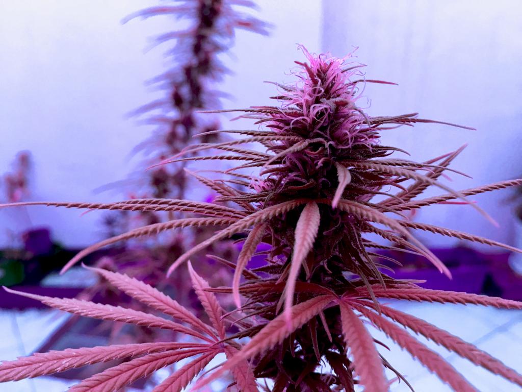 Cannabis stock options